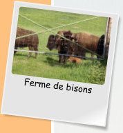 Ferme de bisons