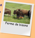 Ferme de bisons