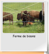 Ferme de bisons